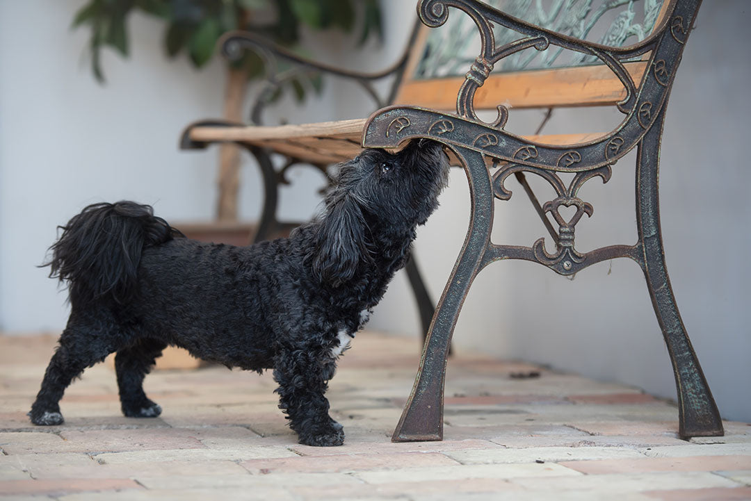 NOSEWORK 1 FORTSÄTTNING | Endast 2300 kr! - Zoogiganten