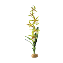 Orkidé Regnskogsväxt - 13X8X43 CM | Endast 219 kr! - Zoogiganten