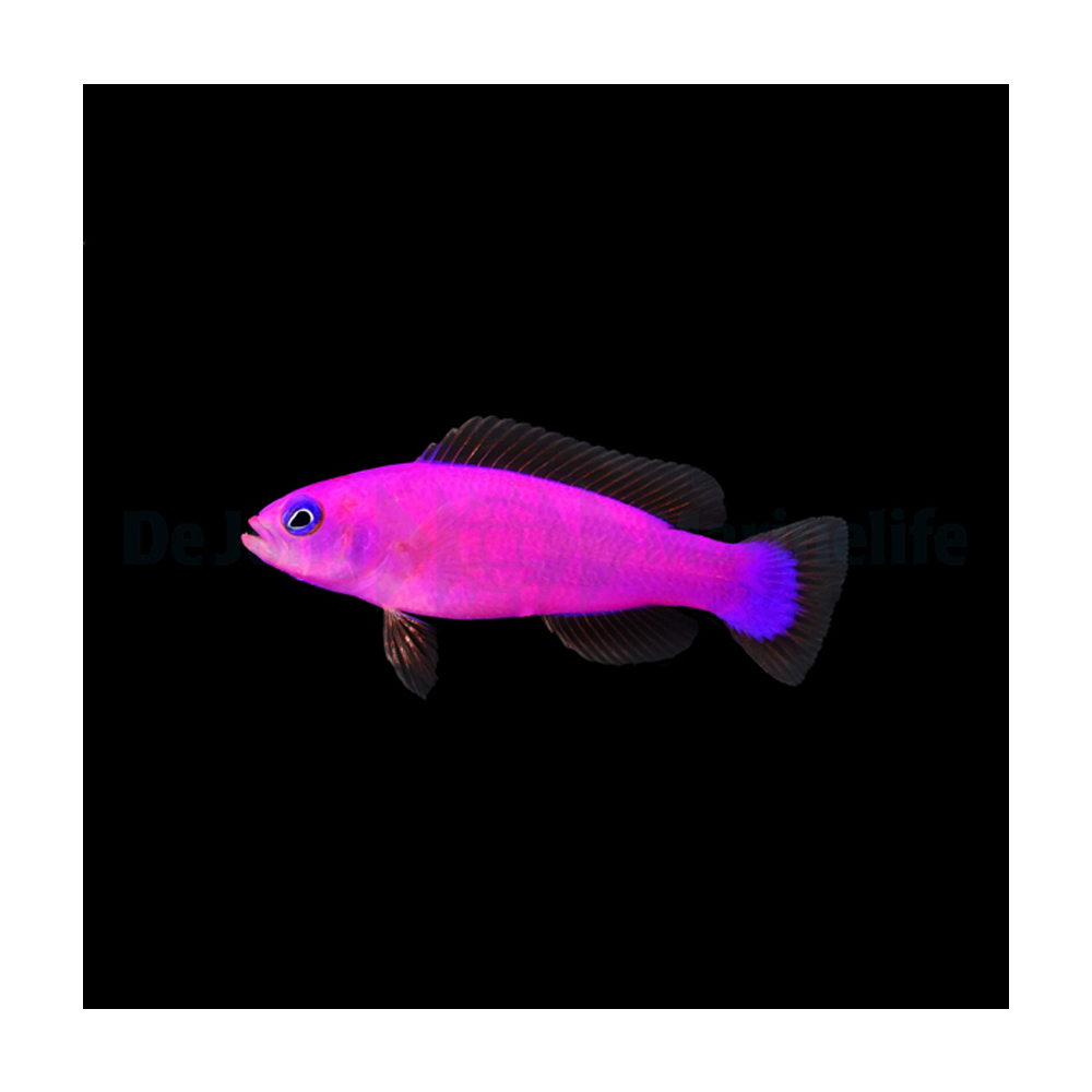 Pictichromis porphyrea / Lilla Dotback