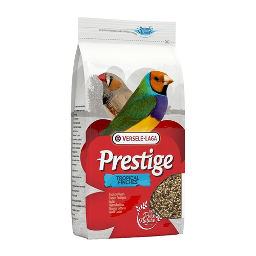 Prestigefyldt tropisk stand-up