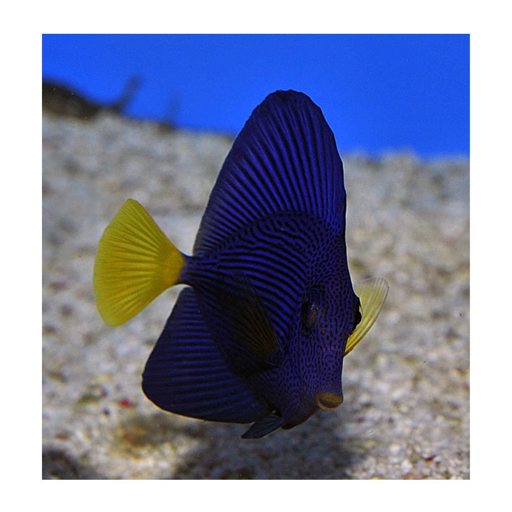 Zebrasoma xanthurum - Lila Kirurgfisk | Endast 2499 kr! - Zoogiganten