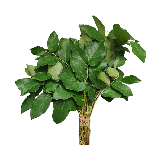 Salalkvistar för vandrande pinne | Endast 29 kr! - Zoogiganten