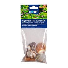 Seashell 5 st - L | Endast 149 kr! - Zoogiganten