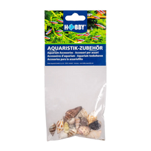 Seashell 20 st - S | Endast 149 kr! - Zoogiganten