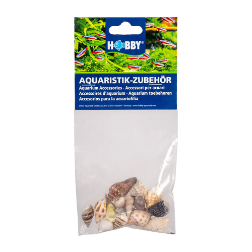 Seashell 20 st - S | Endast 149 kr! - Zoogiganten