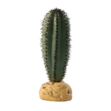 Stavkaktus Ökenväxt - 6.6X16 CM | Endast 119 kr! - Zoogiganten