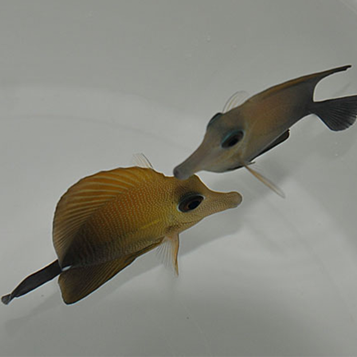 Zebrasoma scopas - S - Brun kirurgfisk | Endast 829 kr! - Zoogiganten