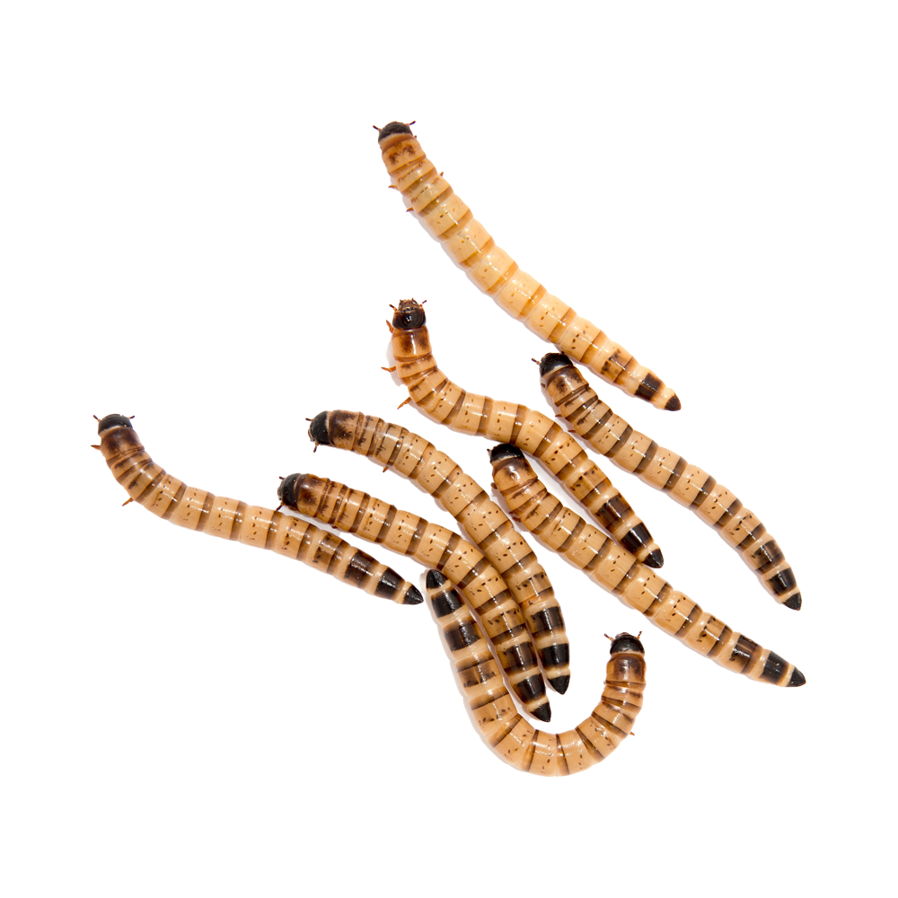 Zophobas - 100 G | Endast 79 kr! - Zoogiganten